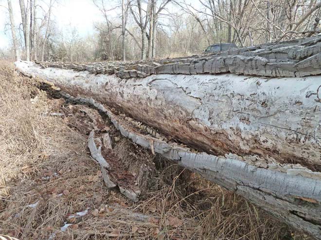 Fallen tree